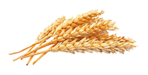 400-wheat