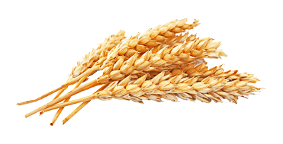 400-wheat